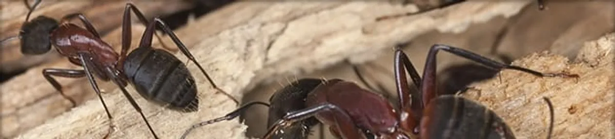 Close-up of ants on wood showing an active ant infestation in Pembroke PInes, FL