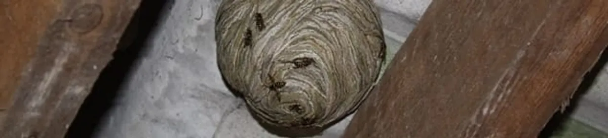 Wasp nest in an attic space, a common home infestation risk in Pembroke PInes, FL