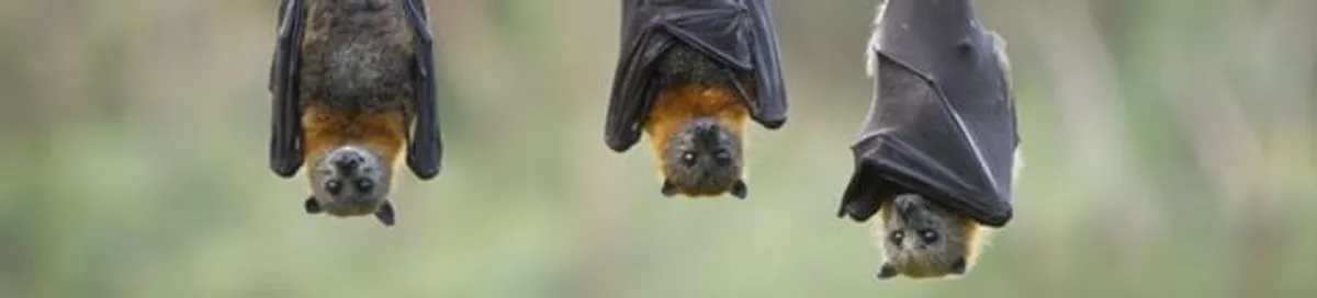 Bats roosting together, a common sign of a bat infestation in Pembroke PInes, FL