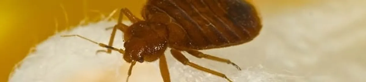 Close-up of a bed bug, a sign of an active infestation in Pembroke PInes, FL
