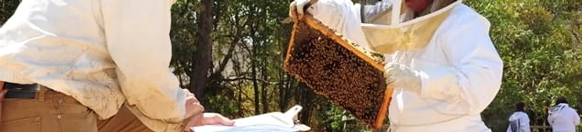 Bee removal specialists relocating a hive and honeycomb safely in Pembroke PInes, FL