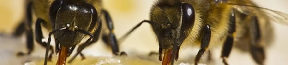 Close-up of honey bees, a sign of a nearby hive in Pembroke PInes, FL