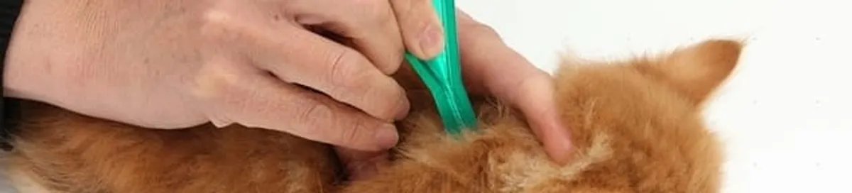 Flea treatment for pets using a flea comb, a sign of flea problems in Pembroke PInes, FL