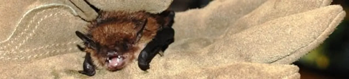 Bat removal specialist holding a bat safely during humane exclusion in Pembroke PInes, FL