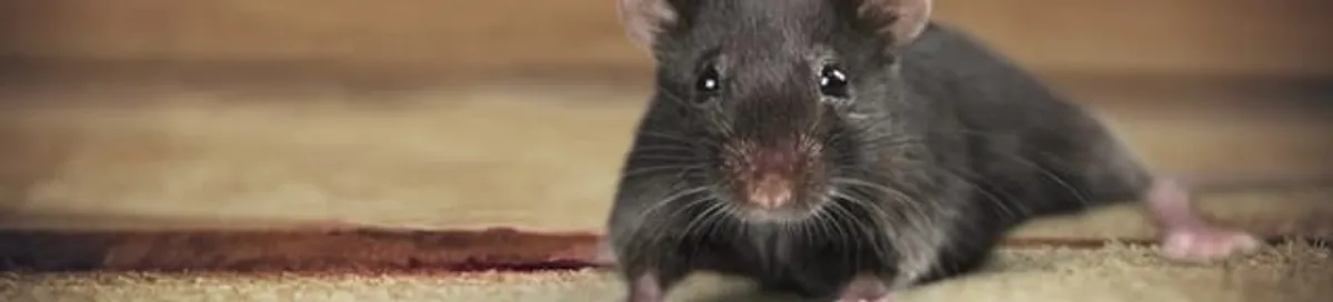 Mouse indoors, a common sign of a rodent infestation in Pembroke PInes, FL