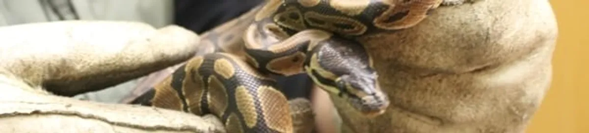 Snake removal specialist safely handling a snake with protective gloves in Pembroke PInes, FL