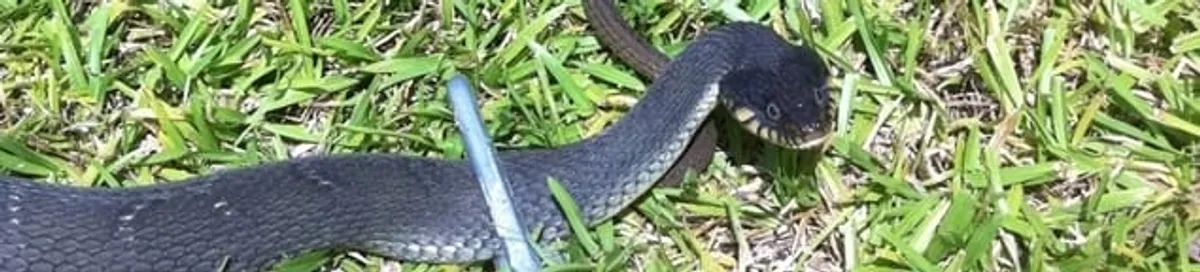 Snake in a yard, a common sign of a snake problem near a home in Pembroke PInes, FL