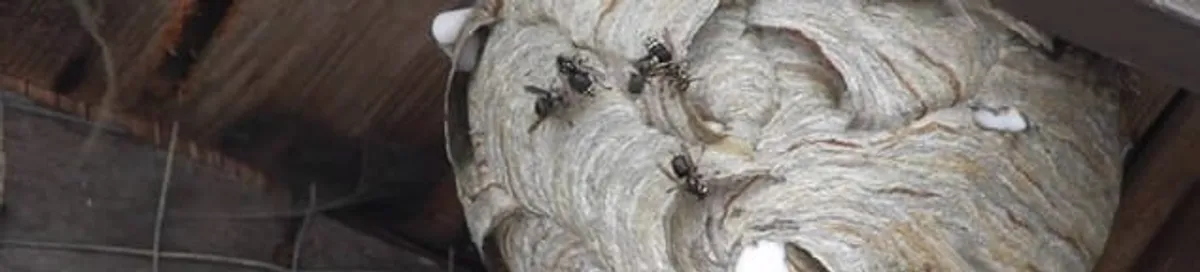Close-up of a wasp nest with active wasps, a sign of an infestation in Pembroke PInes, FL